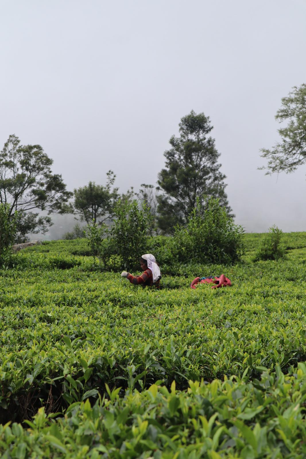 Nuwara Eliya Tea Garden Views